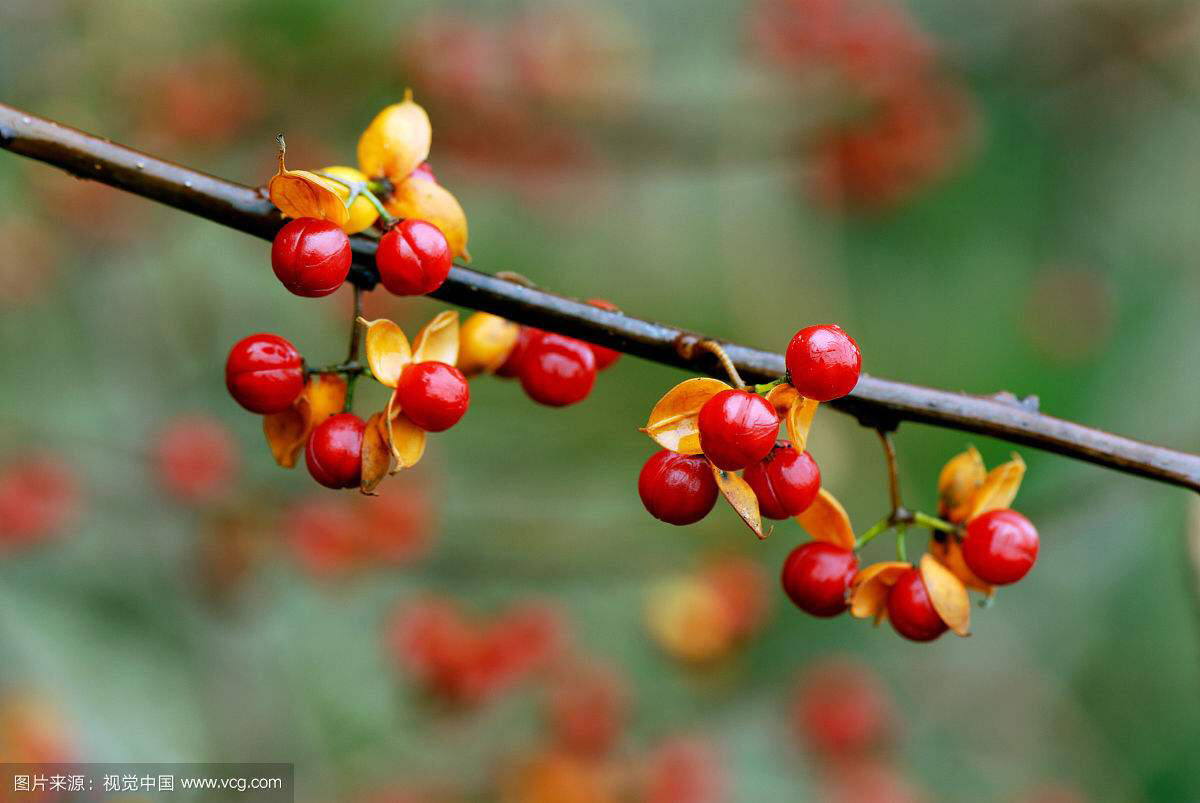 山货药材云南文山,中药材山货