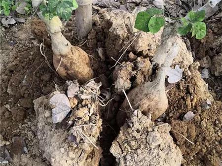 战疫助农滞销品突然销售火爆,战疫助农数据