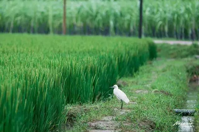 如何打造休闲旅游型美丽乡村,乌村乡村振兴