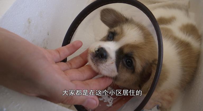 小狗被灌502胶水,11只小奶狗被502胶水伤害