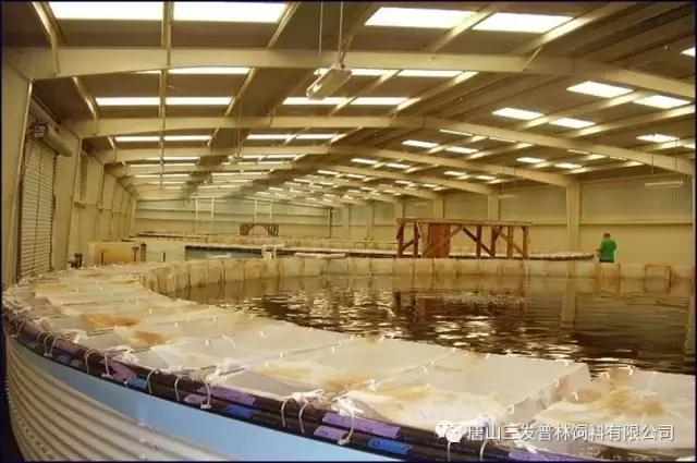 斑节虾是淡水养殖还是海水养殖,微正斑节虾养殖