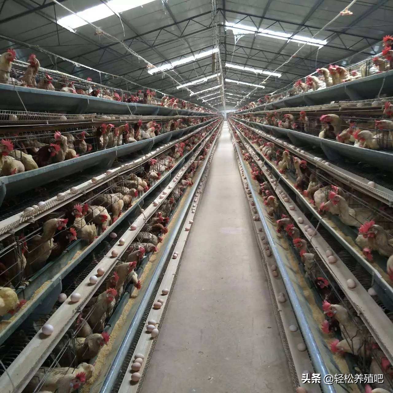 鸡喝水多拉水便怎么治,鸡不明原因拉水便怎么治疗