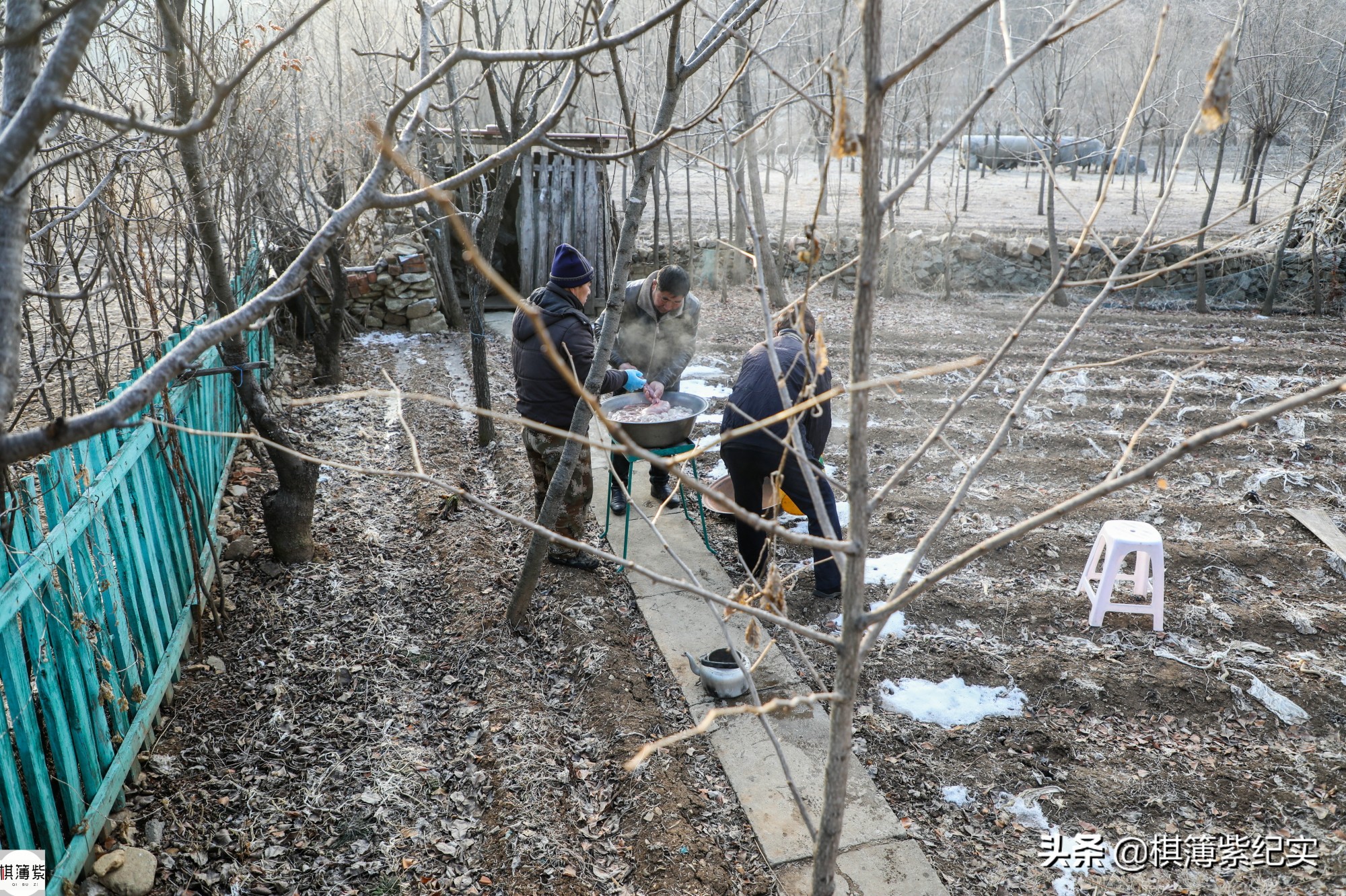 东北杀年猪的视频,东北农村杀大年猪完整版