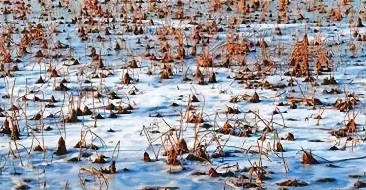 冬季美景塞罕坝,冬季旅游景点推荐唐山