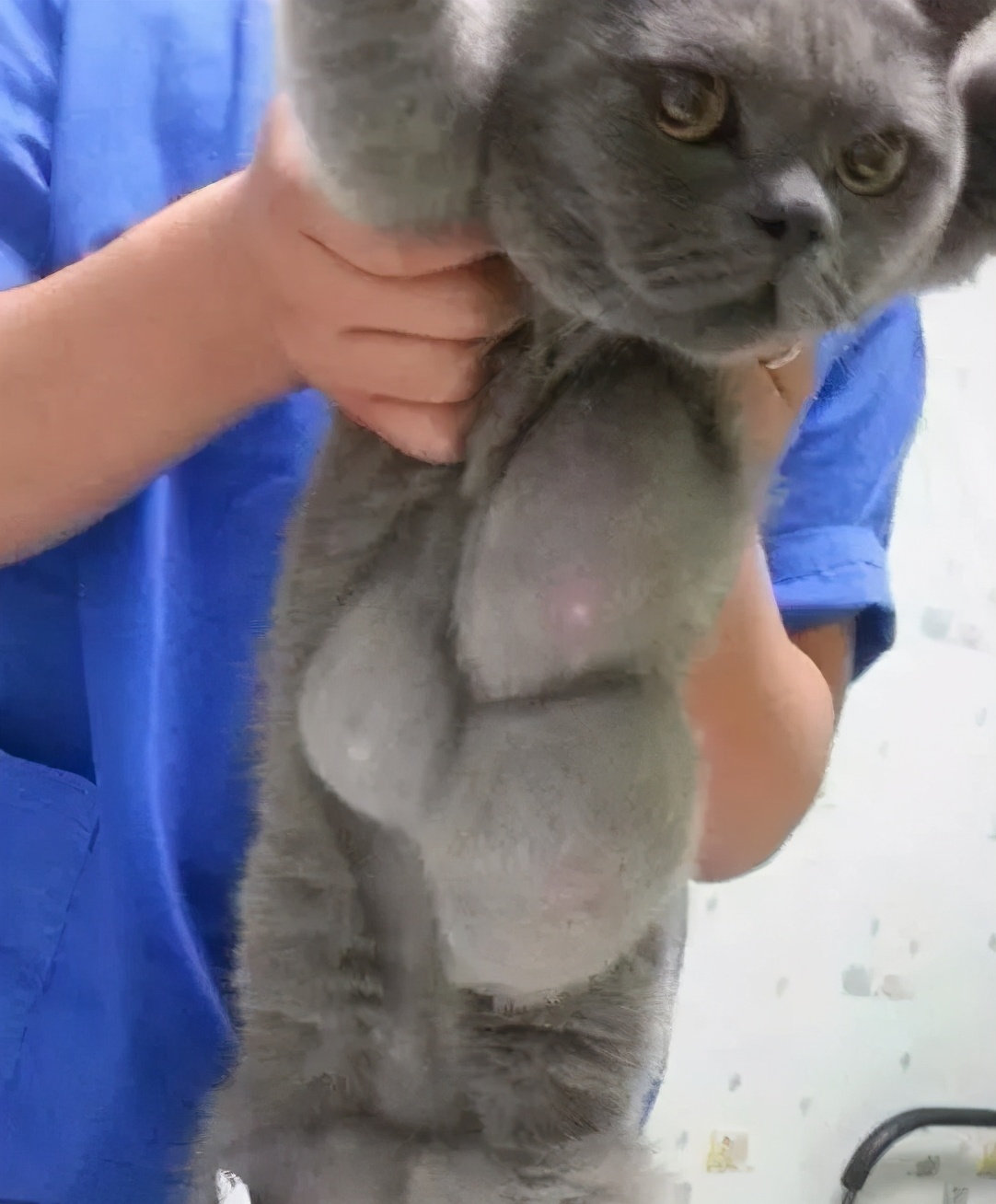 宠物可以用的避孕药,宠物紧急避孕药有用吗