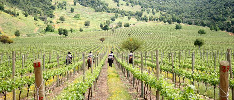 梅洛波尔多葡萄酒,梅洛法国红酒