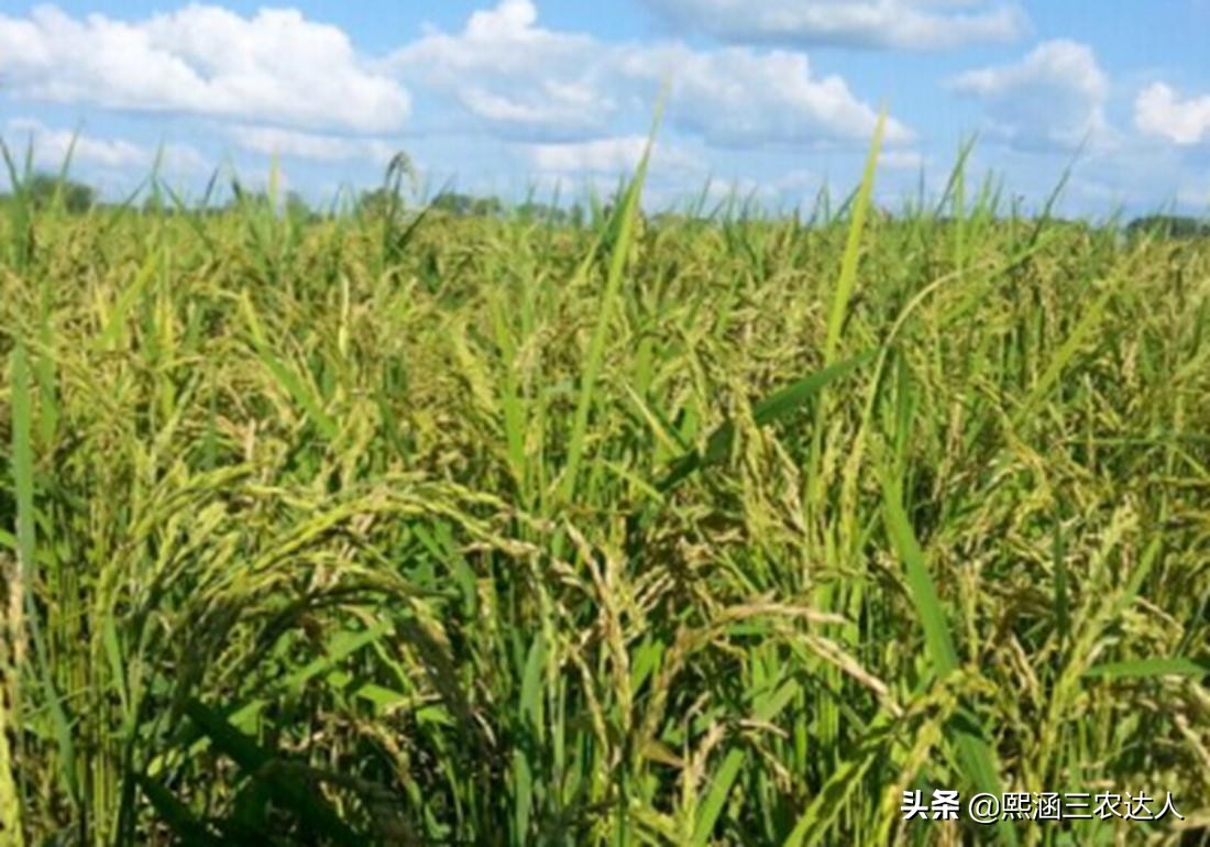 水稻苗期烂秧病的防治方法,水稻烂田怎么插秧