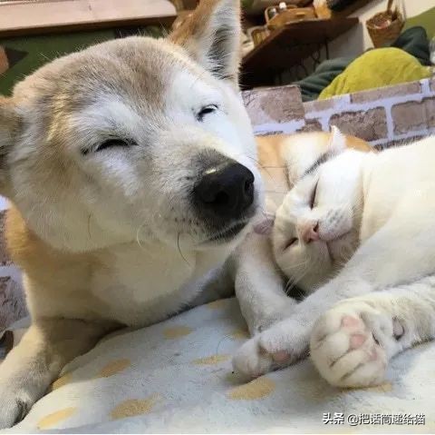 当小猫咪遇上大型犬,当小猫咪遇到大狗狗真是太温馨了