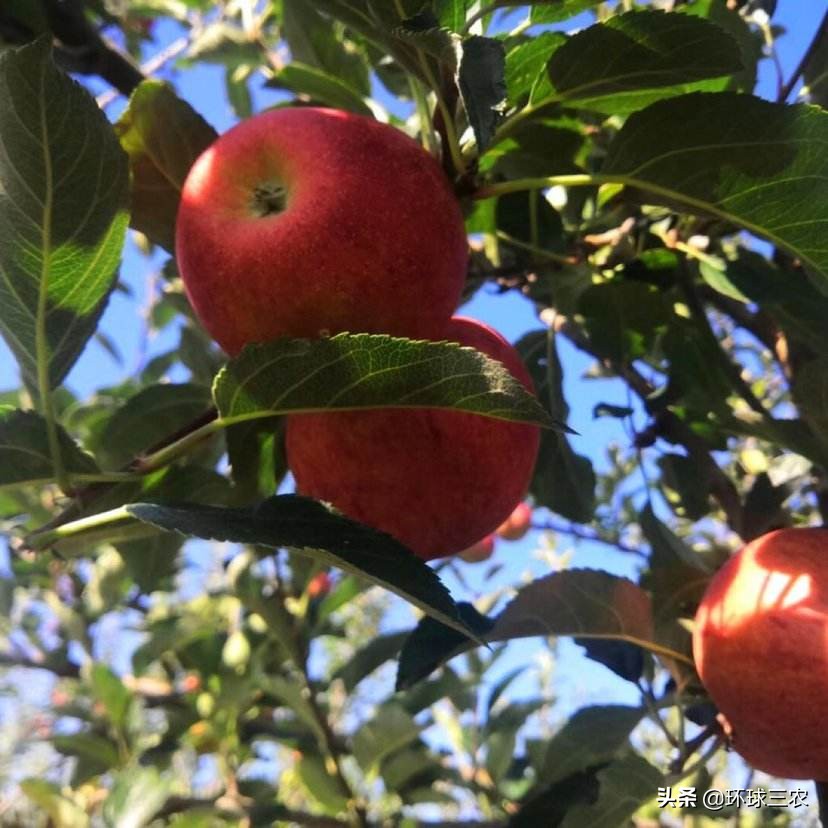 苹果是什么功效与作用禁忌,苹果的作用简单介绍