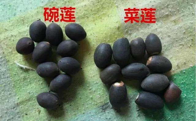 捡起泥巴种荷花,捡一个坛子种花