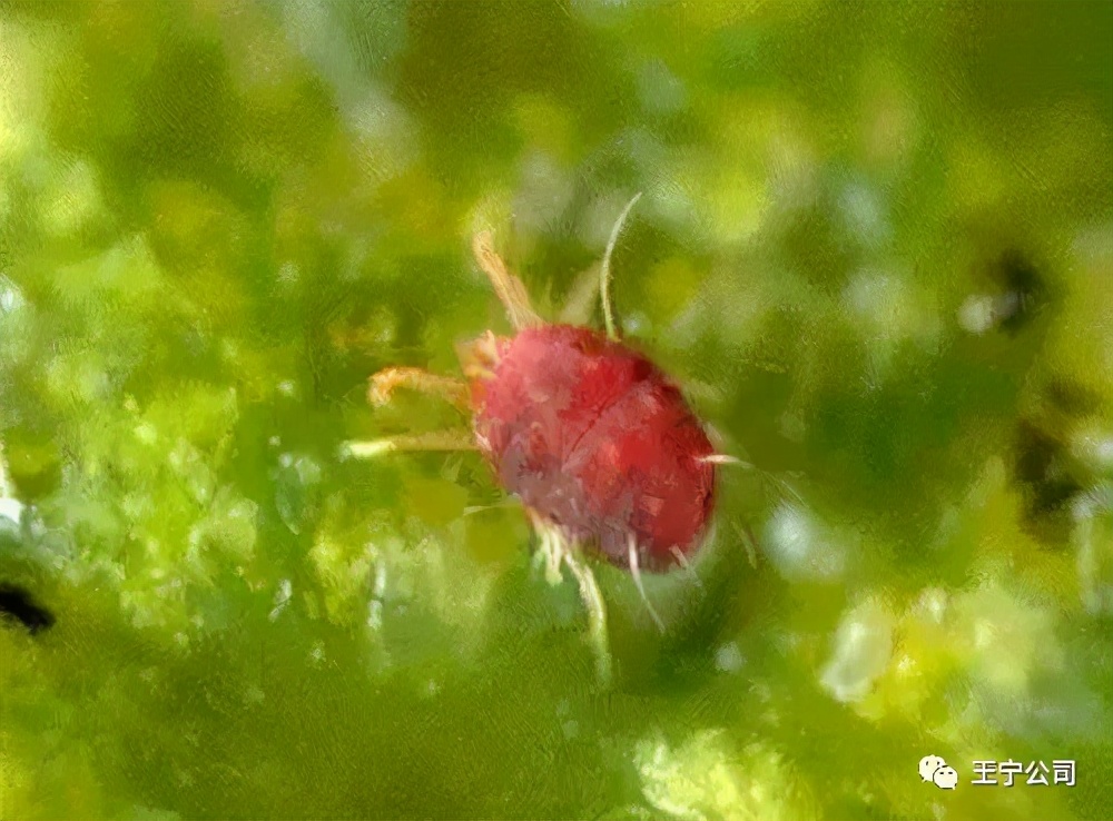 玉米上的虫害打什么药,玉米虫害防治口诀谚语