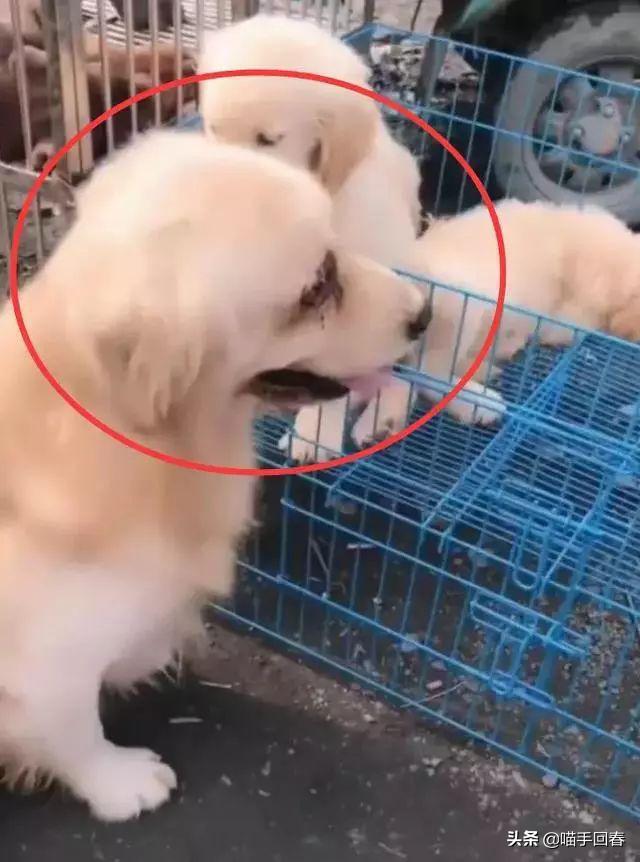 金毛看见小孩哭闹的视频,金毛在路上认出了主人