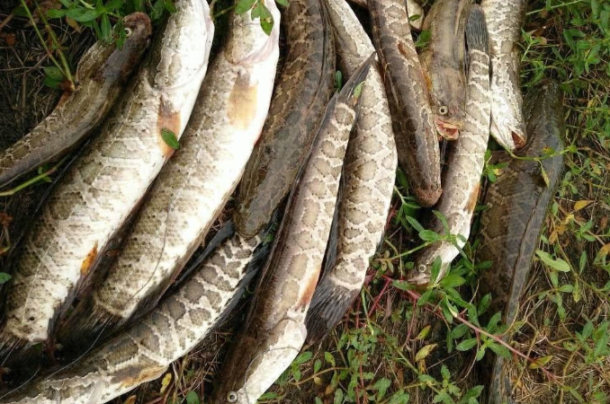 二十年老鱼塘钓黑鱼,黑鱼怎么钓又简单又好