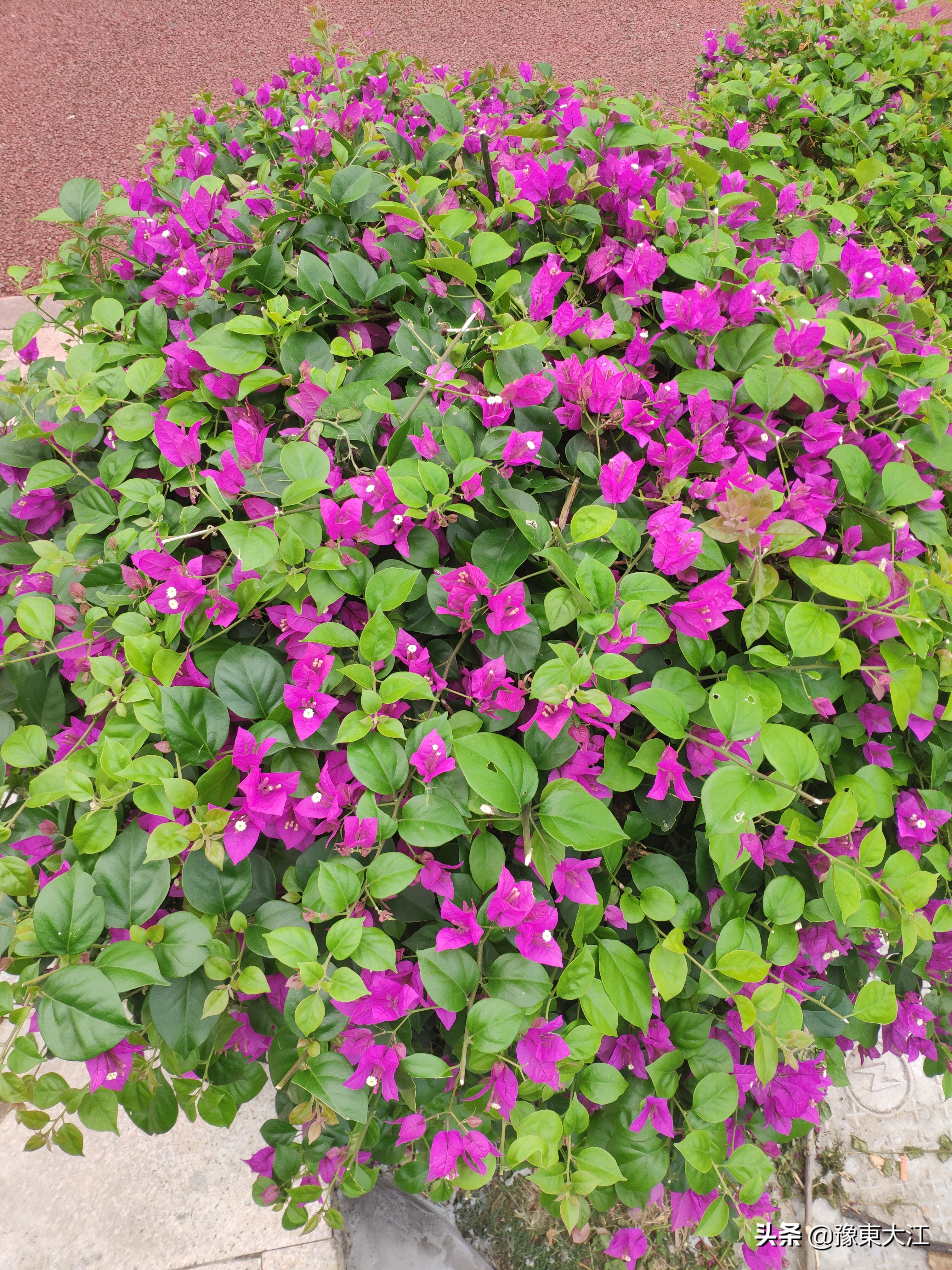 易读错写错认错的字,易读错认错的成语