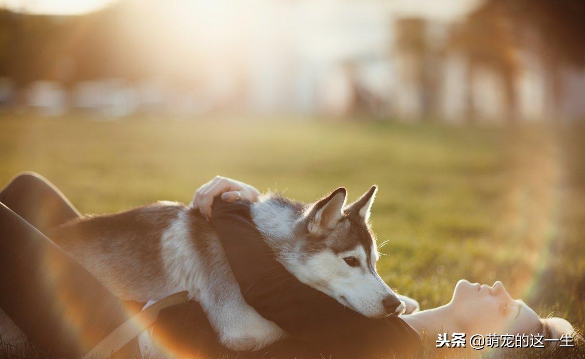 最不建议养的狗阿拉斯加,阿拉斯加成犬好养吗