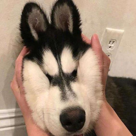 狗狗经常做什么动作对它的腿不好,狗狗最想让主人知道的八件事