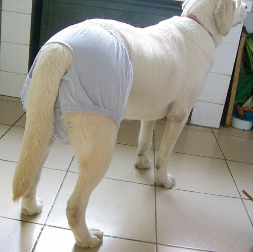 发情期的拉布拉多叫声,拉布拉多发情期咬人吗