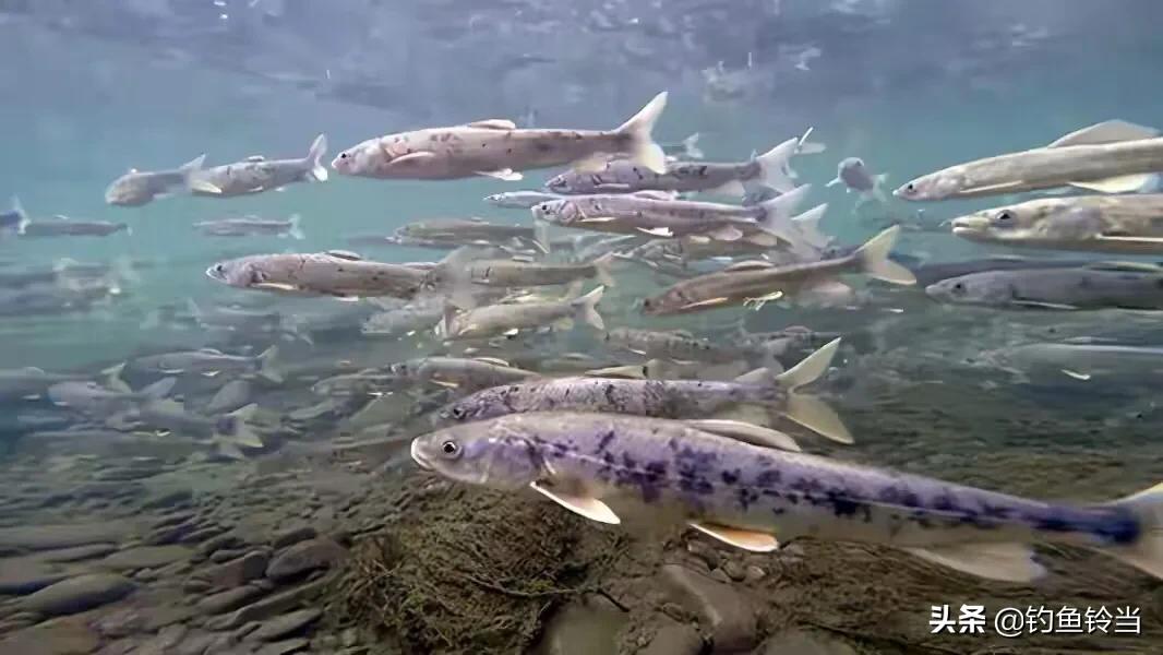 青海湖湟鱼已经进入洄游季,青海湟鱼资源