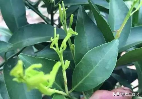 柑橘返青的原因,柑橘叶片打卷怎么办