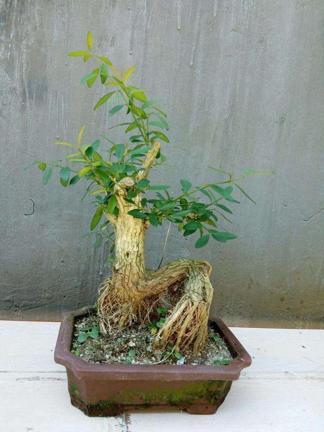 盆景梅花老桩怎么上盆,无花果老桩上盆多久发新芽