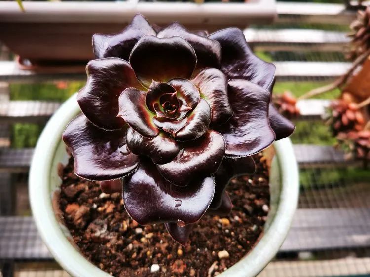 多肉砍头的怎么养,多肉怎么砍头才能爆发