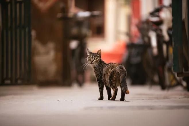 猫咪这几处打不得，你打过吗？