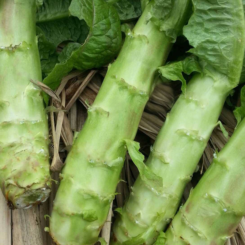 值得种的蔬菜推荐,好吃又四季都能种的蔬菜有哪些