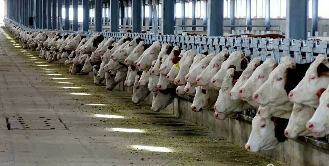 长途运输应激,运输抗应激有什么用