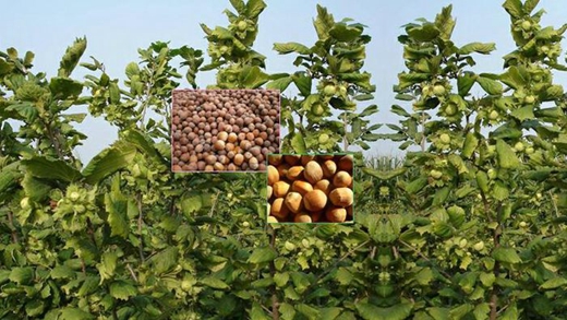 榛子是个什么干果,榛子是优质坚果吗