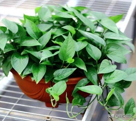 绿萝吊兰怎么养成瀑布,绿萝吊兰养成了瀑布