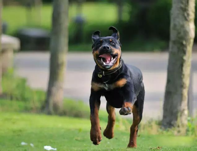 45只名犬排行,45种名犬您都认识吗