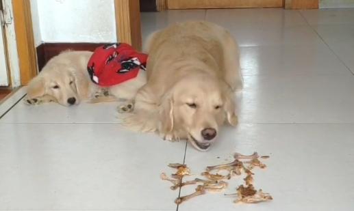 狗狗更爱主人还是幼崽,小狗狗知道主人爱它吗