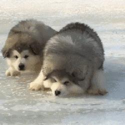 新手养狗阿拉斯加适合吗,阿拉斯加从小到大的饲养方式教程