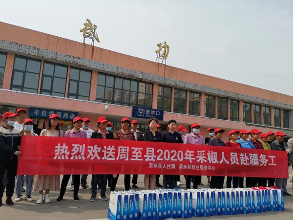 周至首批“采椒工”赴疆摘辣椒