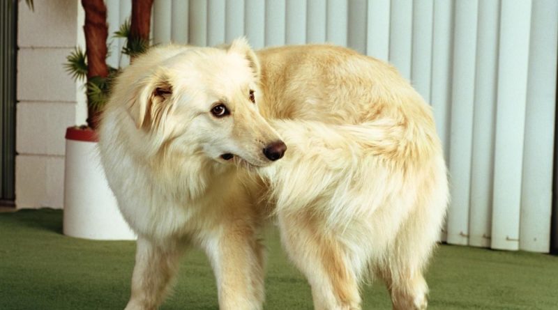 如狗狗有以下反常行为,作为主人你可要注意了