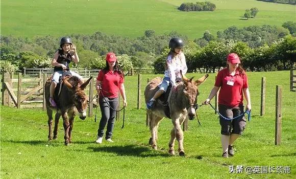 羊驼忧郁症,羊驼抑郁症治疗