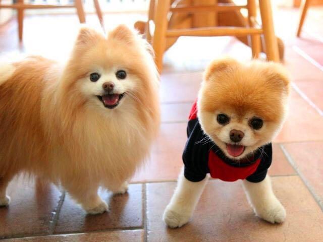 怎么喂养小博美狗,怎么喂养博美能消除泪痕