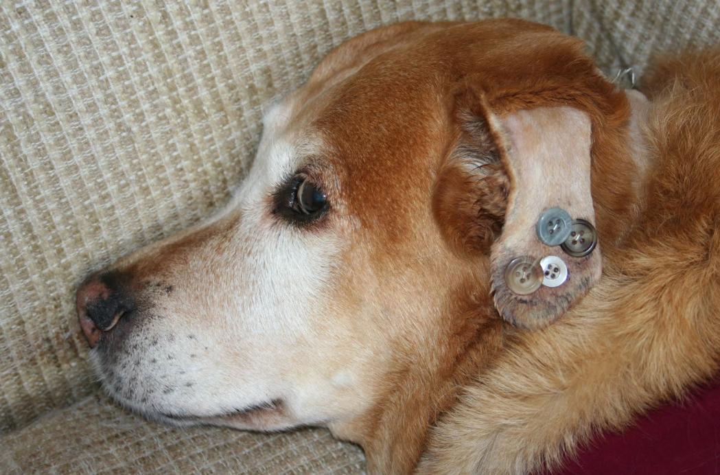 狗耳血肿在家治疗方法,狗耳血肿