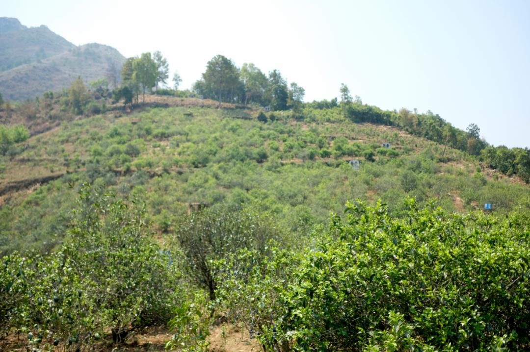 锅底塘和梅子箐区别,锅底塘梅子箐古树茶