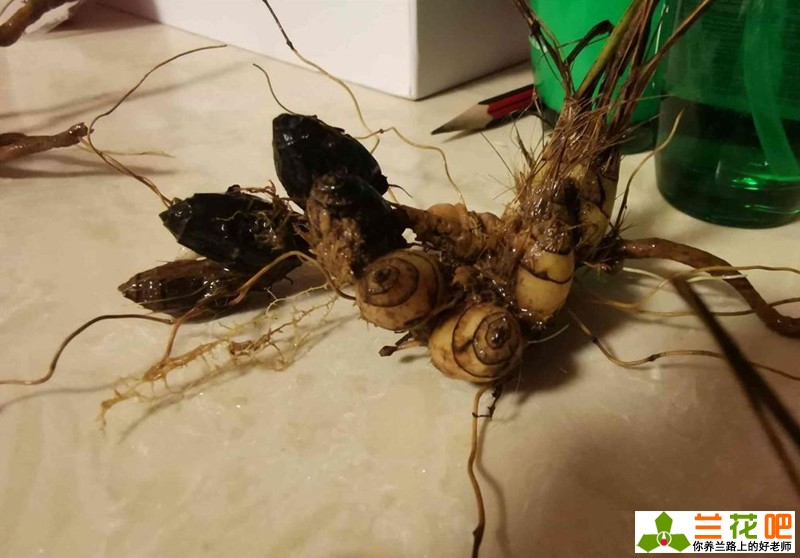 兰花老苗如何让它出新芽新根,兰花的兰根打散及栽培方法