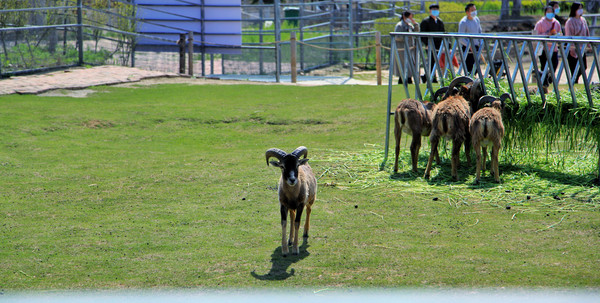 春游江淮请你来滁州版,春游江淮等您来