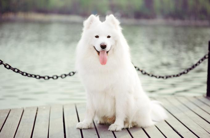 幼犬萨摩耶一天喂几次,萨摩耶幼犬一次吃多少