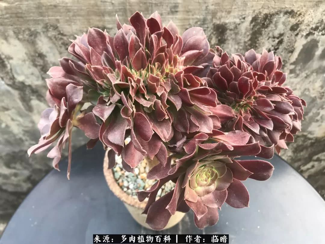 多肉带给我的感情,多肉给人们带什么作用