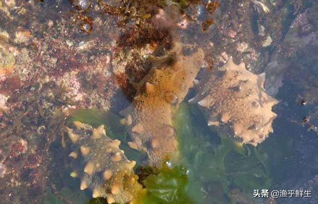 全国十大海鲜排名,中国海鲜十大产地排名最新