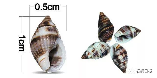 爱撩螺的广西人,近期千万别碰这东西!毒性很强,暂无药可解…