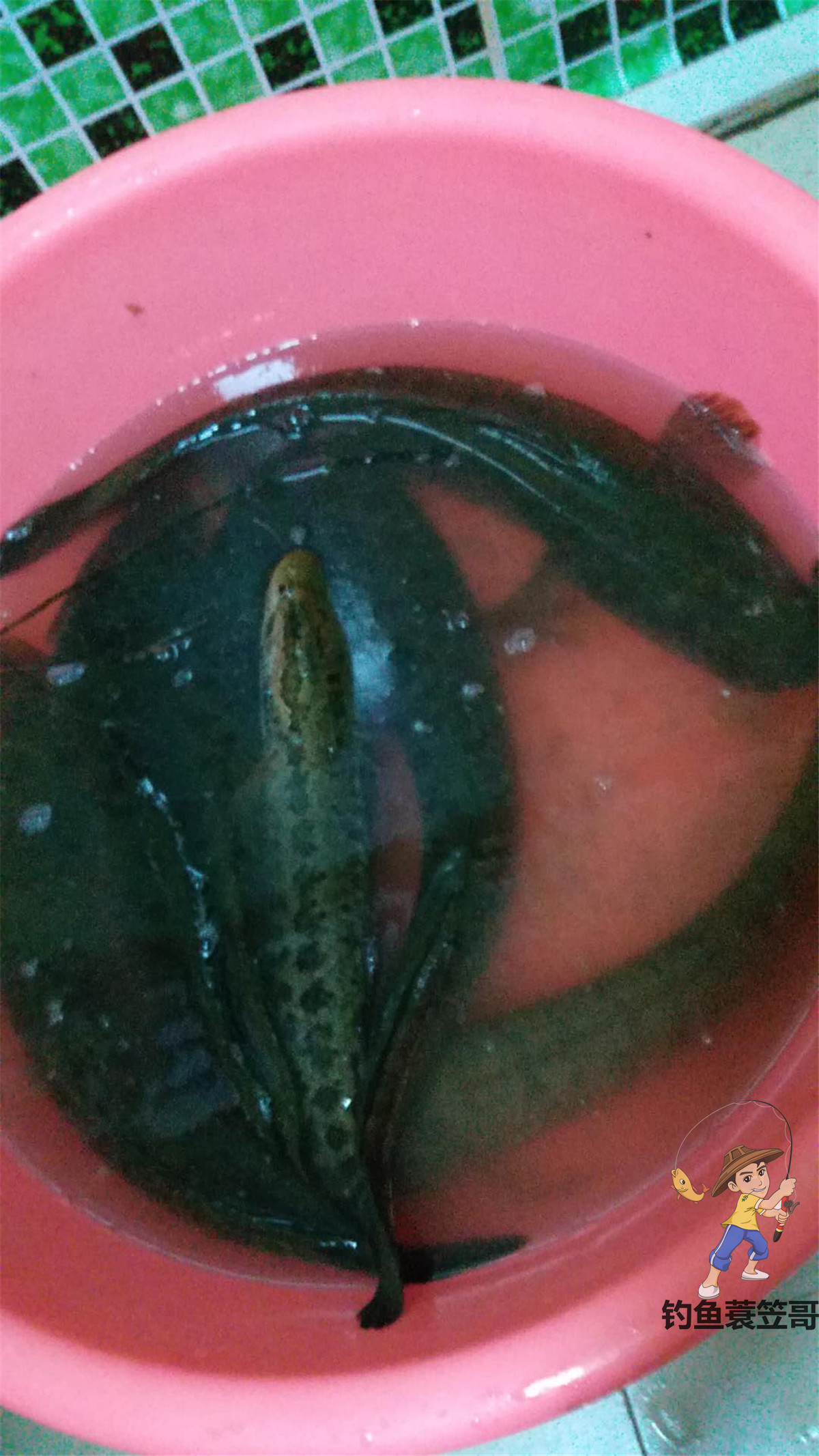 钓鱼人的高光时刻窝料,钓鱼人的高光时刻是什么