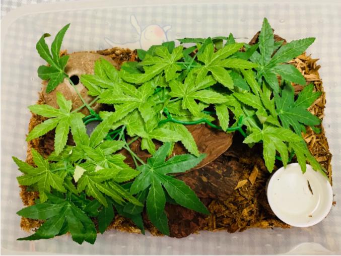 「爬宠饲养」蛇苗不开食难道只能填？​且慢