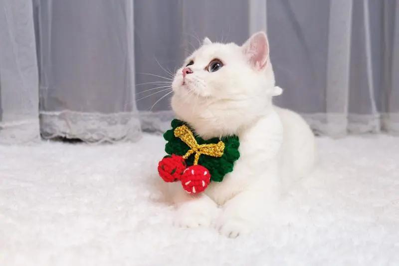 多少度猫咪会感到冷,多少度猫咪才会感到寒冷