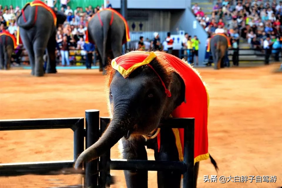 泰国风情之旅完整版,泰国风情记