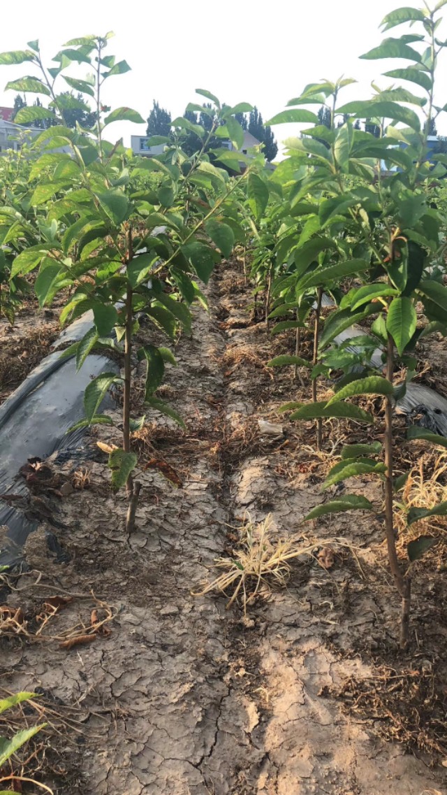 氮、磷、钾—对果树大樱桃的重要性，你用对了吗？